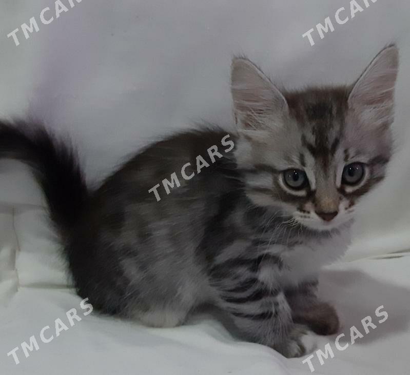 отдам котят - Ашхабад - img 8