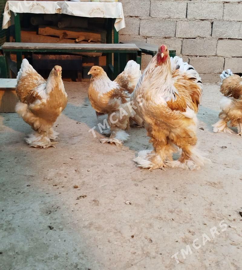 Limon brama - Balkanabat - img 3