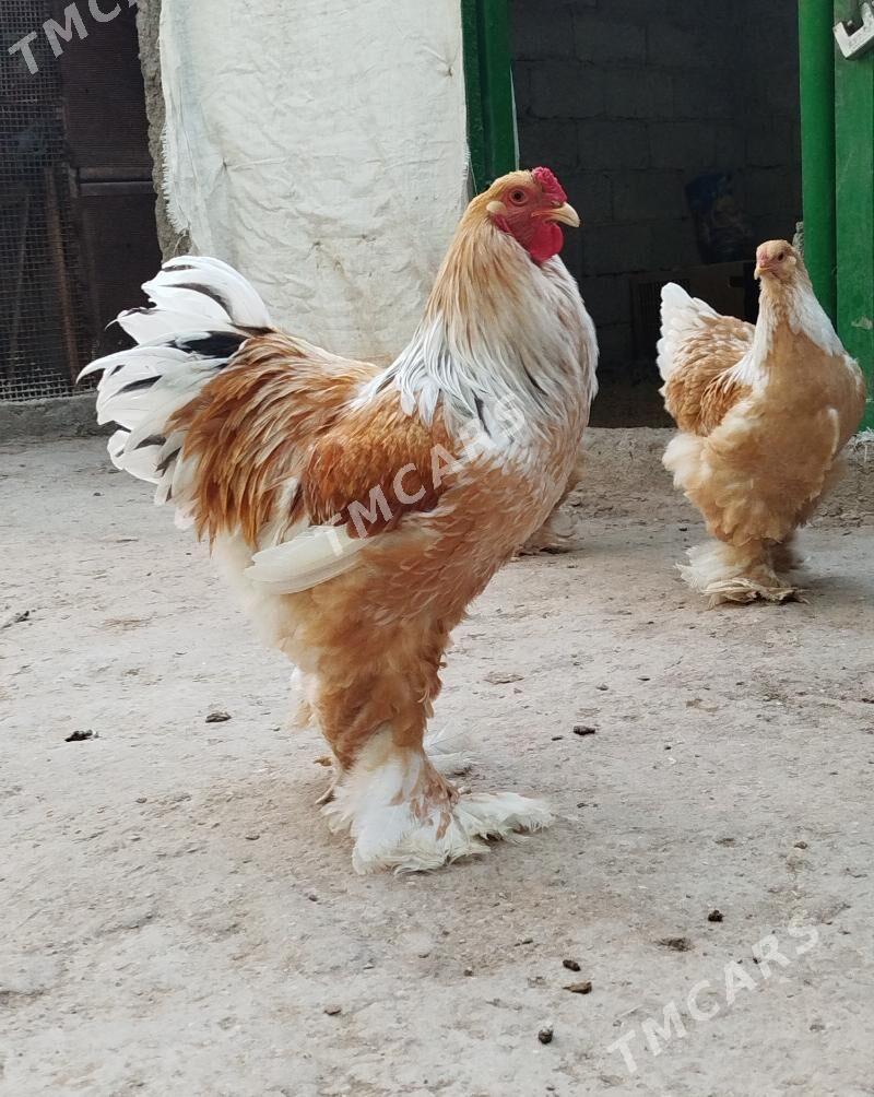 Limon brama - Balkanabat - img 5