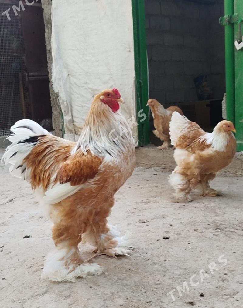 Limon brama - Balkanabat - img 2
