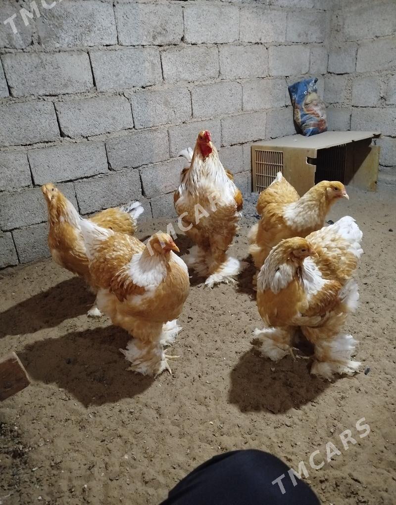 Limon brama - Balkanabat - img 6