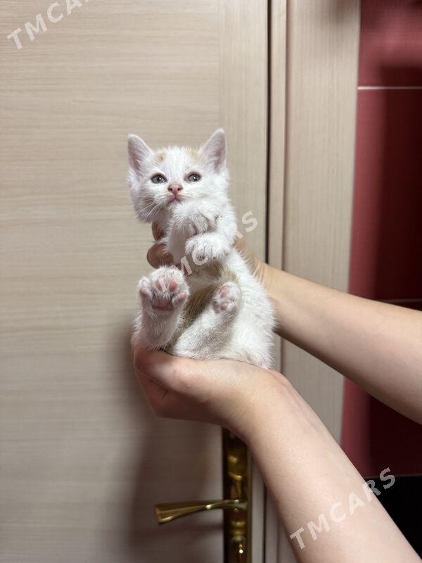 котенок-мальчик - Ашхабад - img 3