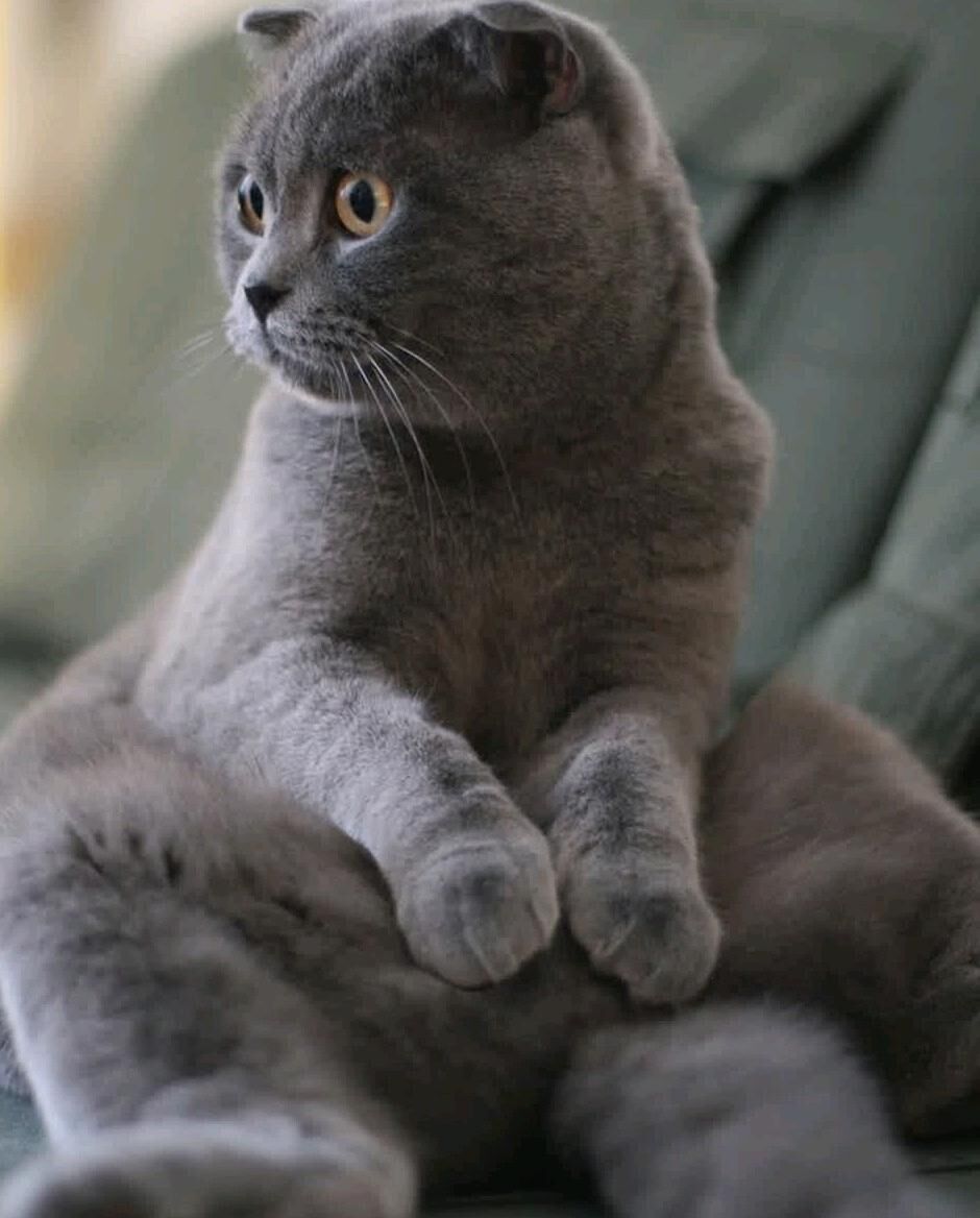 Кот - Türkmenabat - img 9