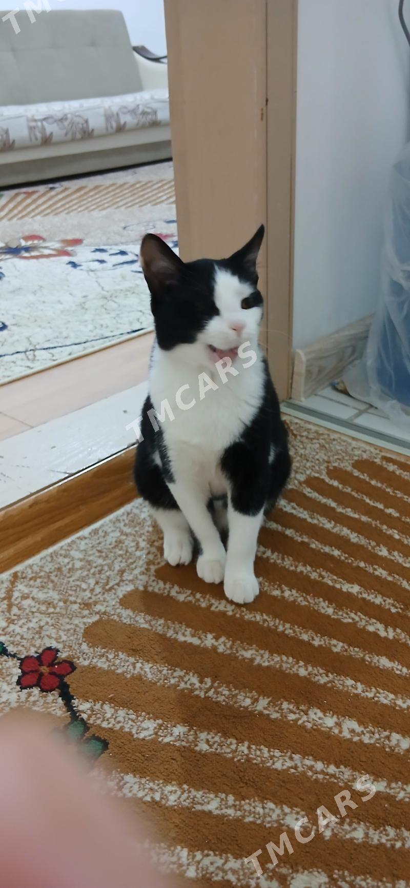 кошка - Aşgabat - img 3