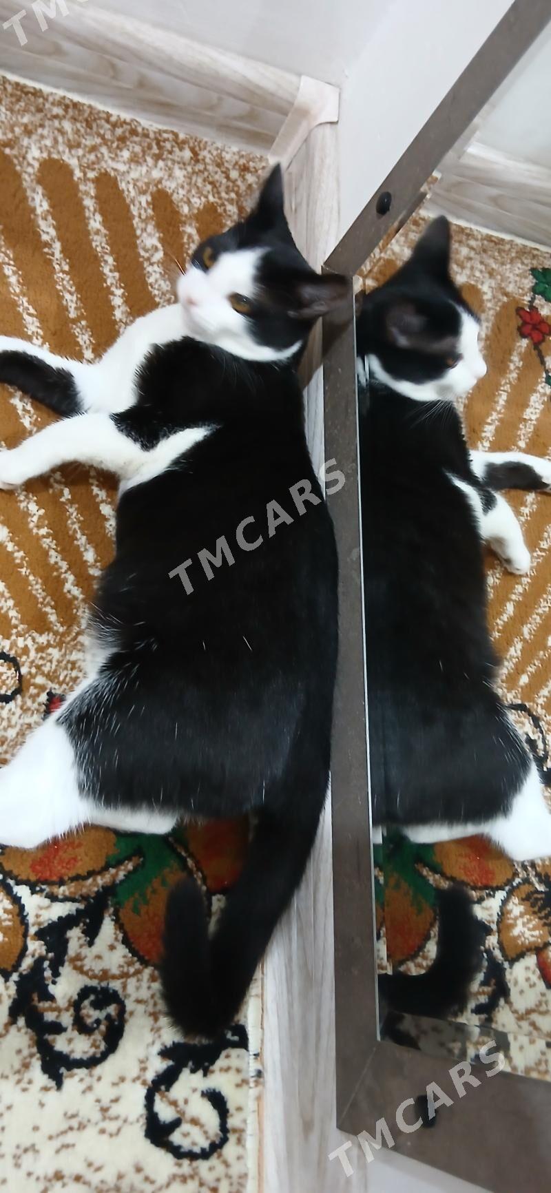 кошка - Aşgabat - img 2