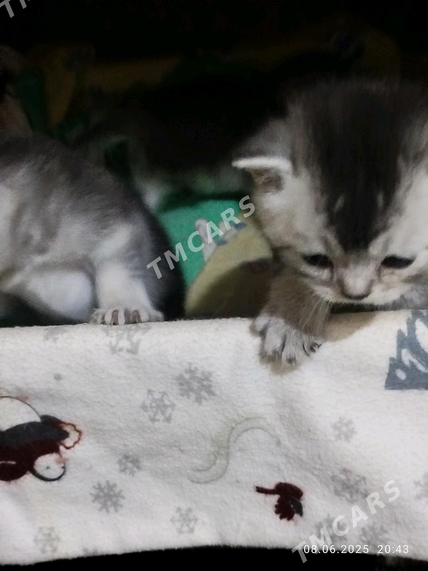 шотландские котята - Ашхабад - img 2
