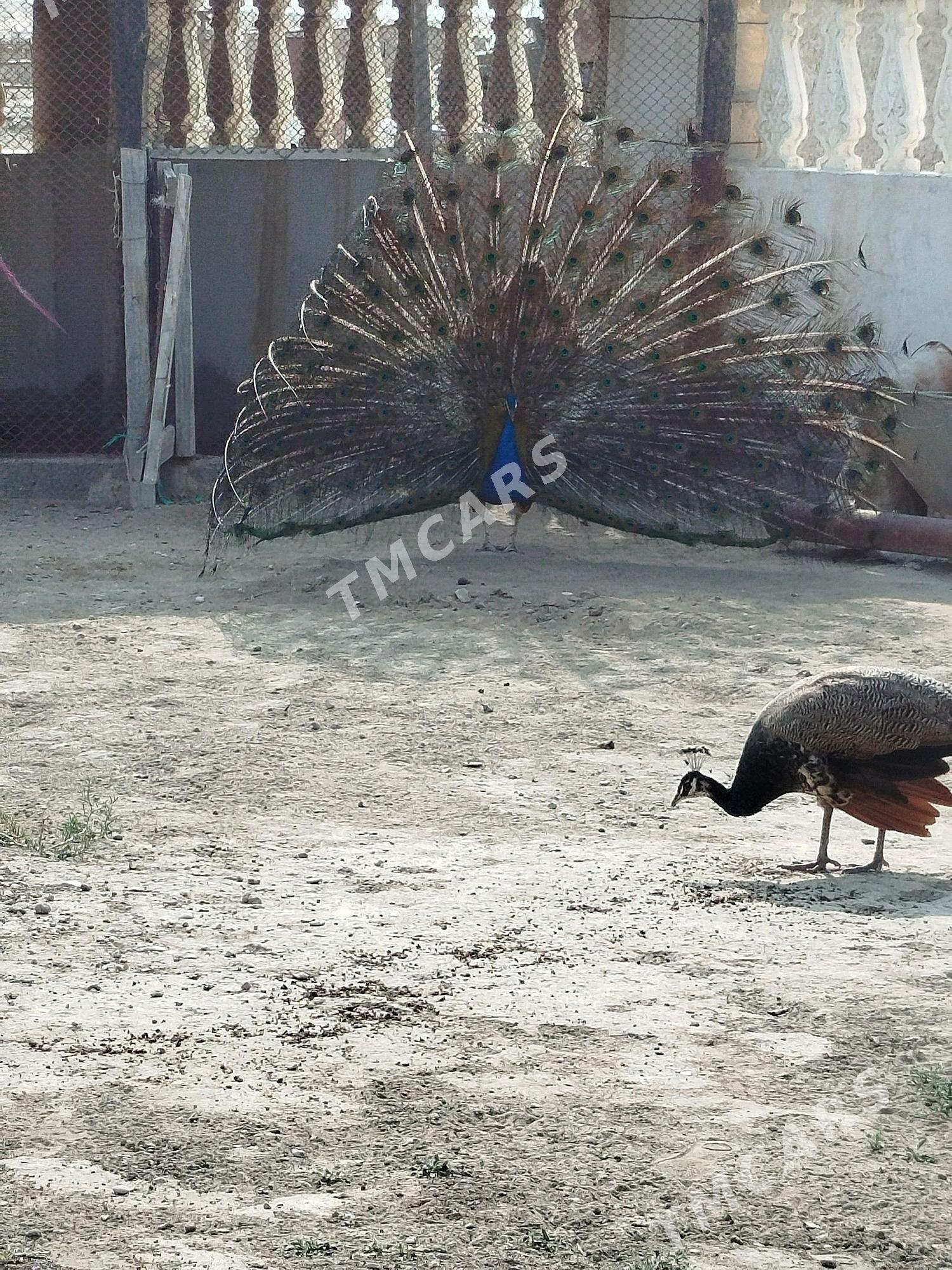 guş - Этрек - img 3