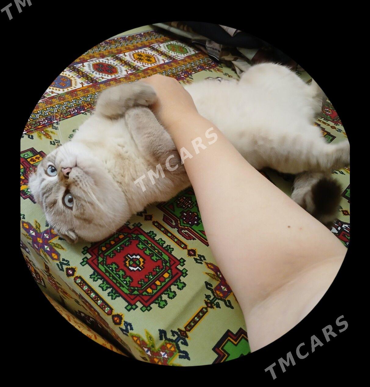 Скоттиш-фолд - Daşoguz - img 2