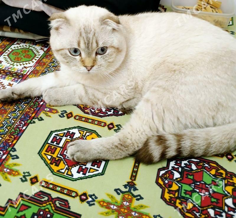 Скоттиш-фолд - Daşoguz - img 4
