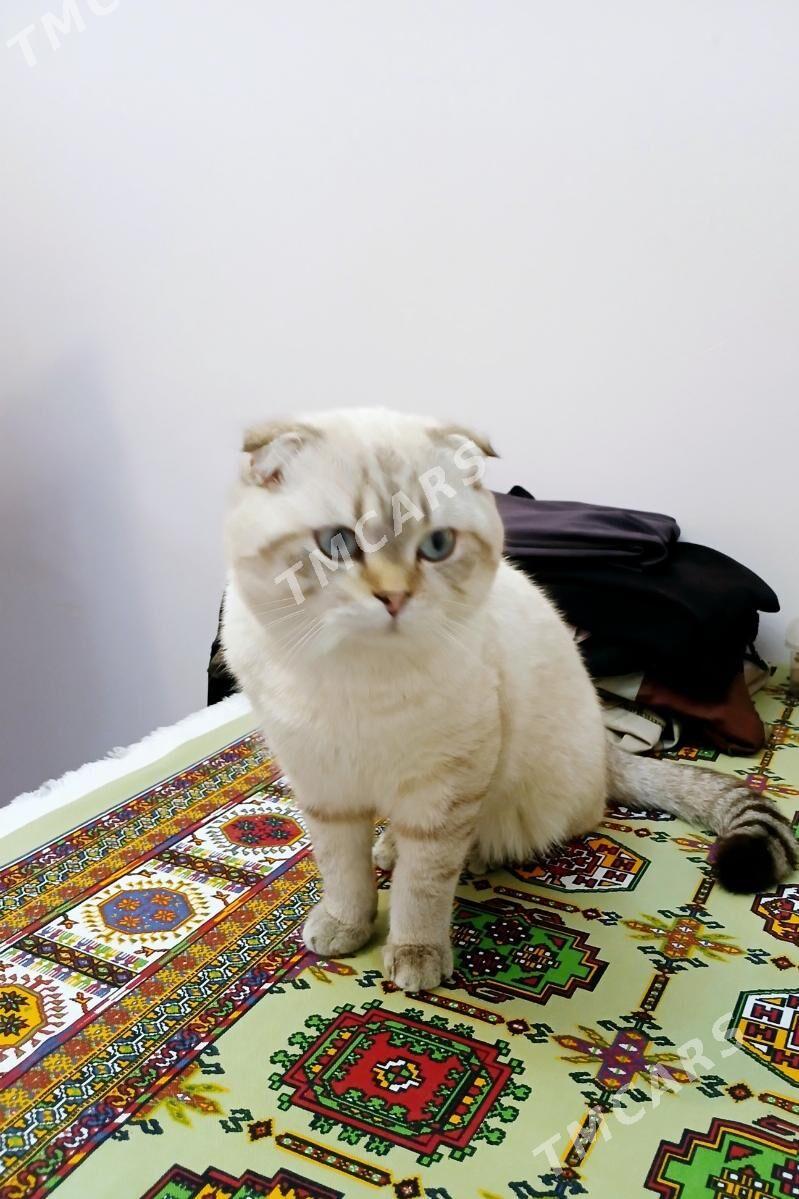 Скоттиш-фолд - Daşoguz - img 3