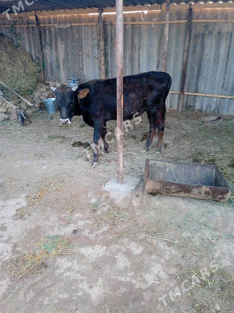 Öküz - Babadaýhan - img 3