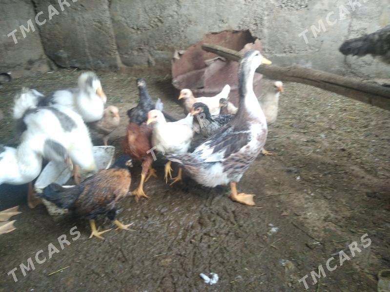 satlyk malar gus towuk ördek - Wekilbazar - img 1