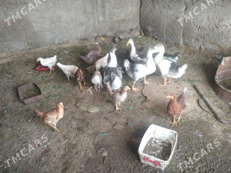 satlyk malar gus towuk ördek - Wekilbazar - img 4