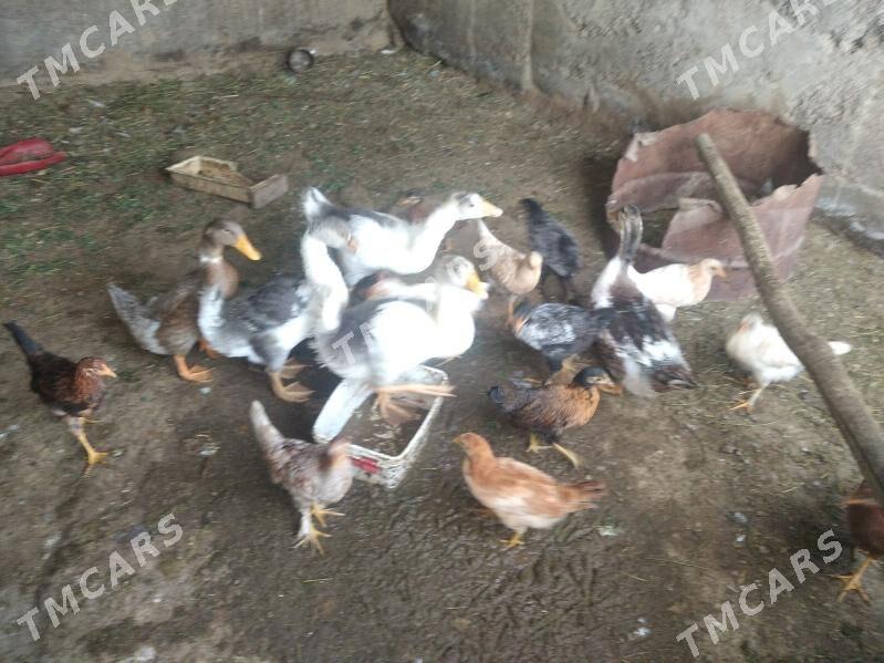 satlyk malar gus towuk ördek - Wekilbazar - img 6
