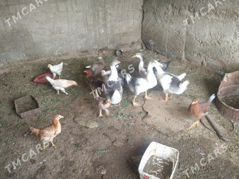 satlyk malar gus towuk ördek - Wekilbazar - img 2