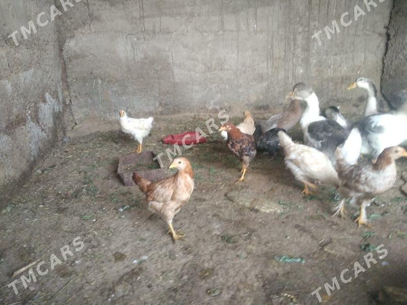 satlyk malar gus towuk ördek - Wekilbazar - img 3