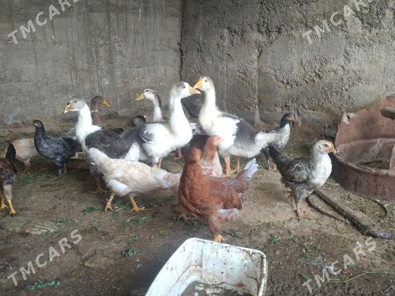 satlyk malar gus towuk ördek - Wekilbazar - img 5
