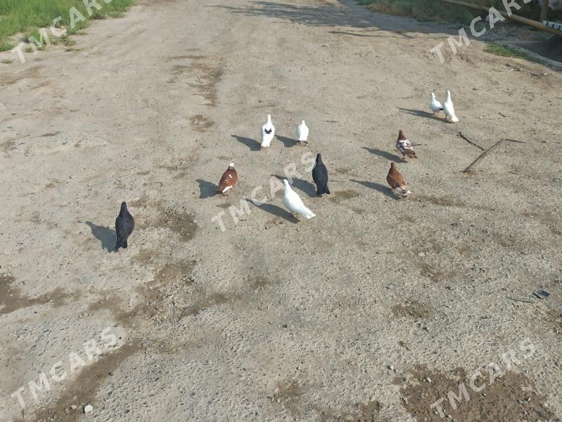 kepderi - Кака - img 2