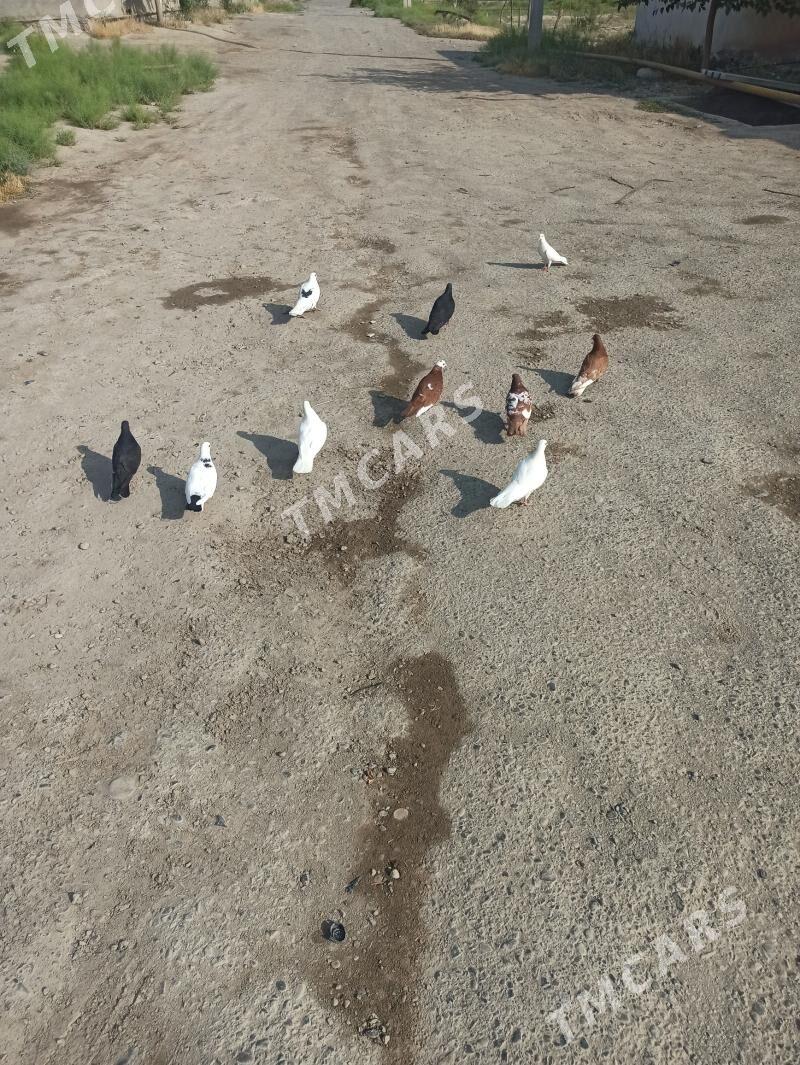 kepderi - Кака - img 1
