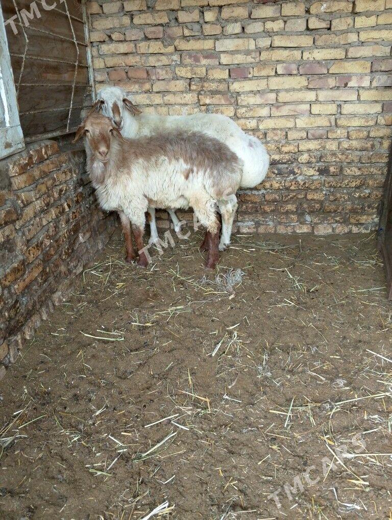 goçkar - Çärjew - img 3