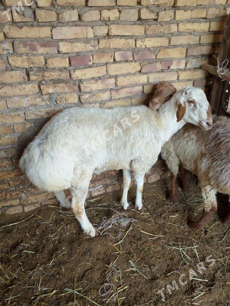 goçkar - Çärjew - img 1