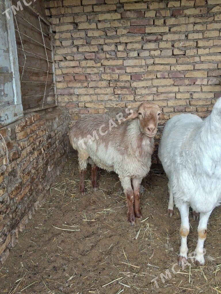 goçkar - Çärjew - img 2