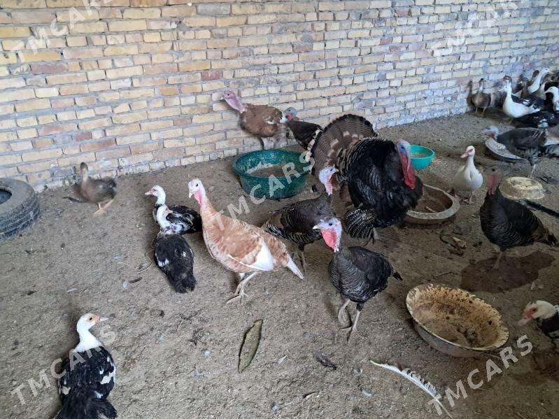 induk - Türkmenabat - img 2