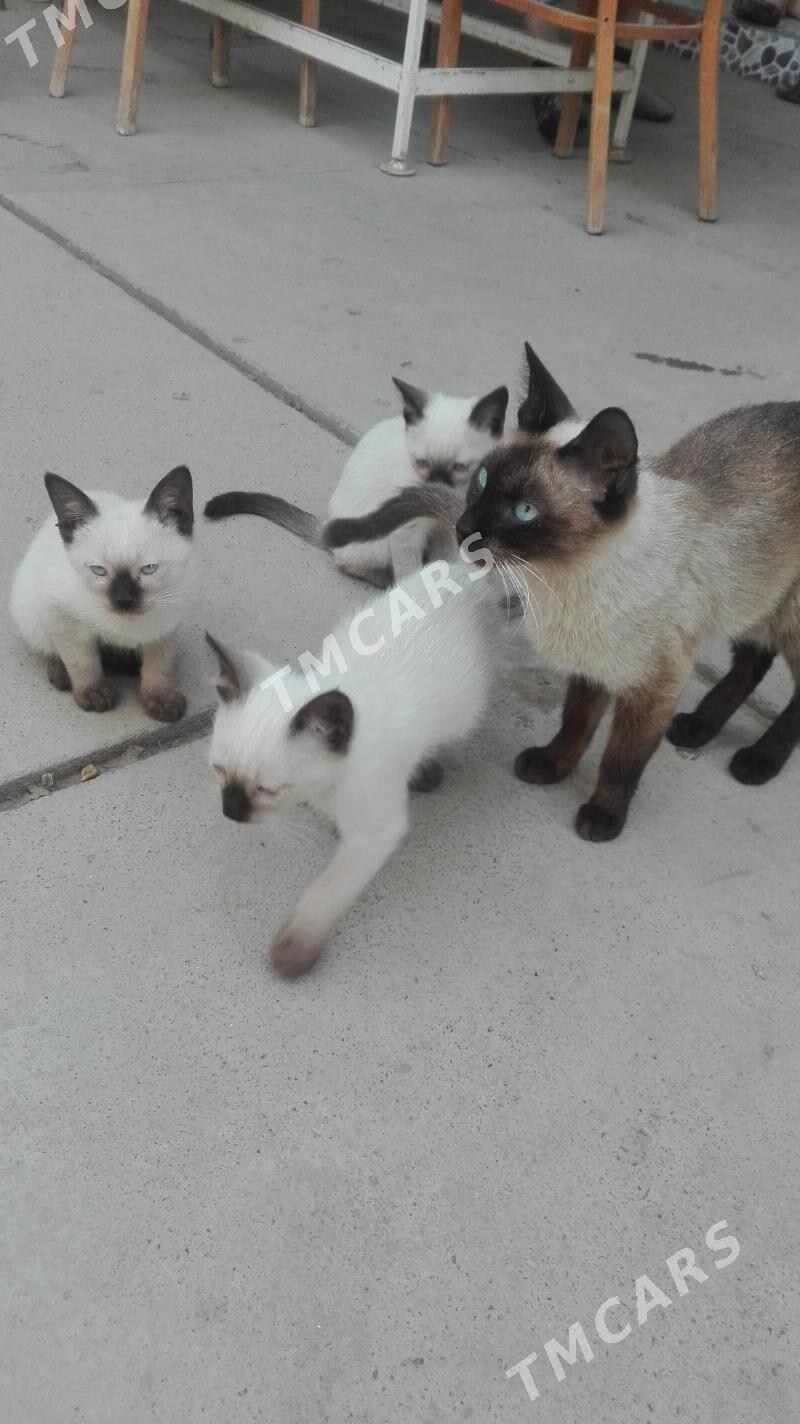 сиамский котик - Мары - img 2