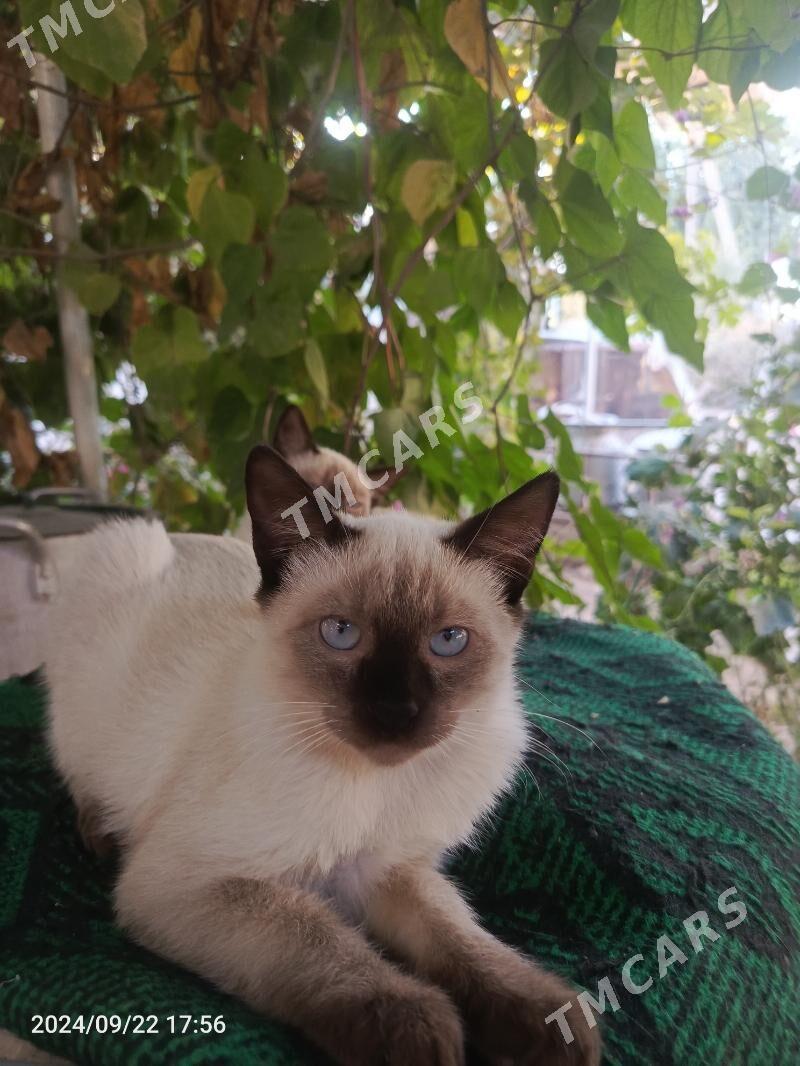 сиамский котик - Мары - img 1