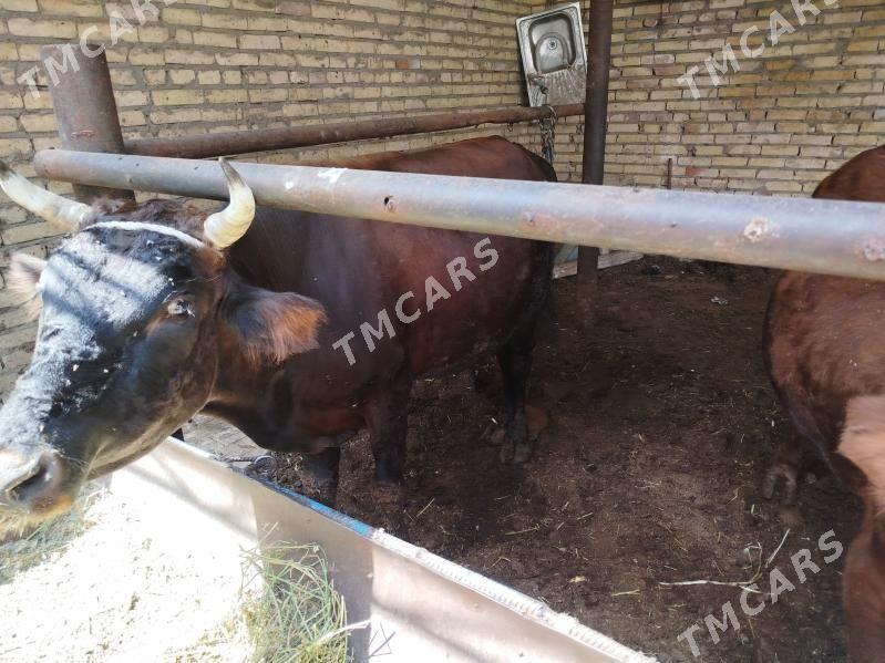 meydan okuzler - Türkmenabat - img 3