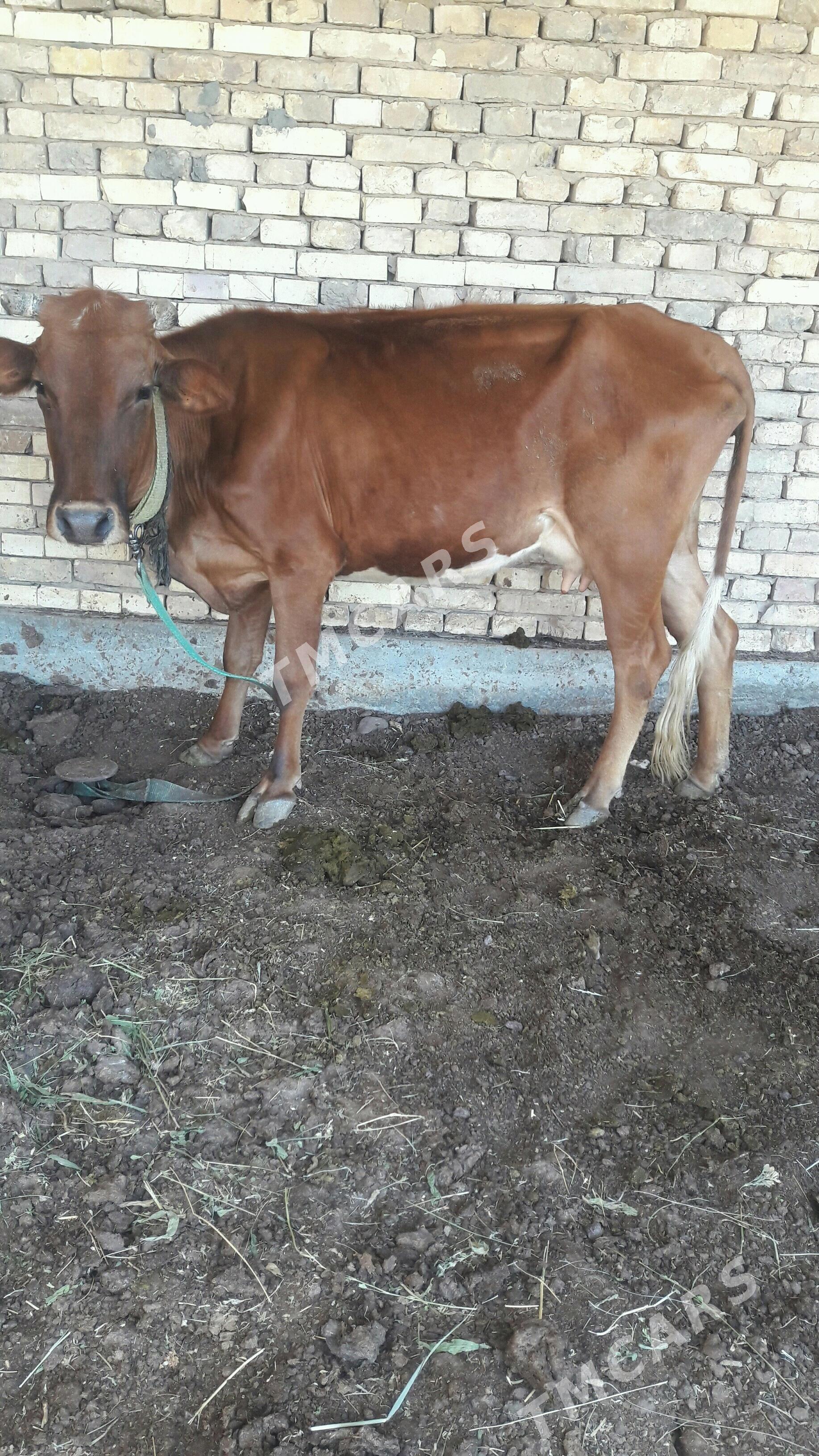 Sygyr Bogaz 2 Guzlan - Векильбазар - img 2