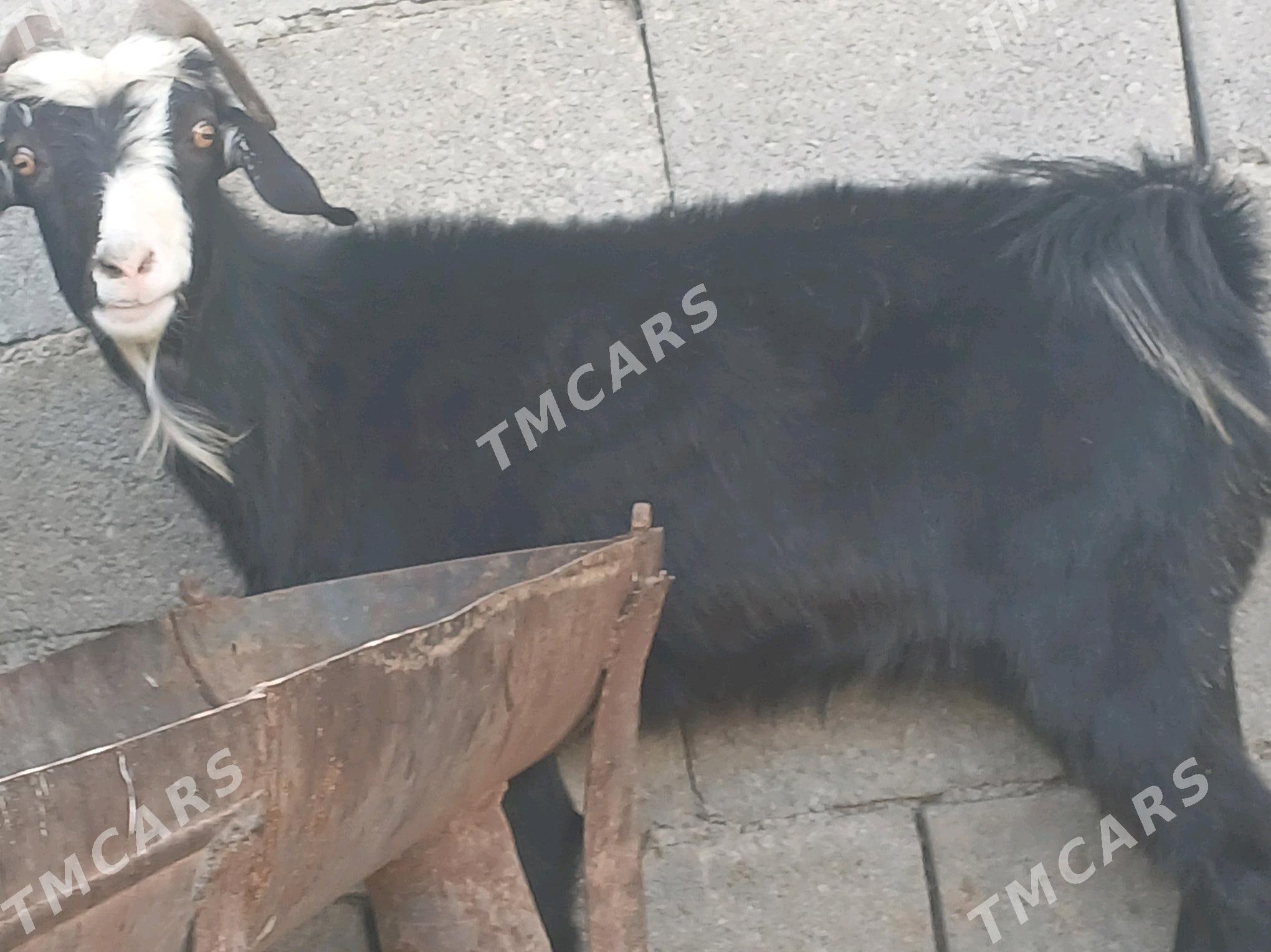 geçi dog - Bagyr - img 3