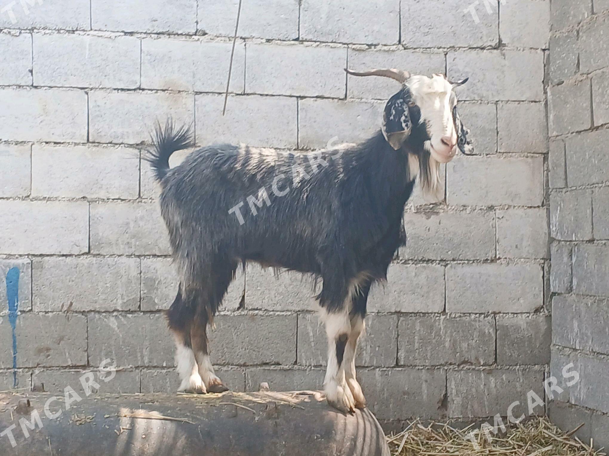 geçi dog - Bagyr - img 2