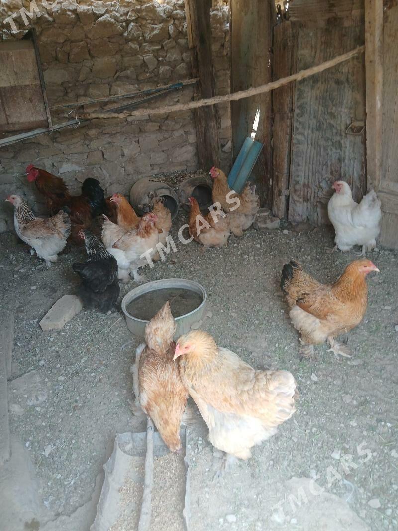 Brama towuk - Gyzylarbat - img 3
