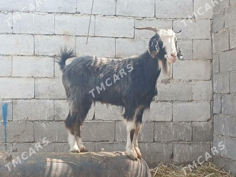 geçi dog - Bagyr - img 2