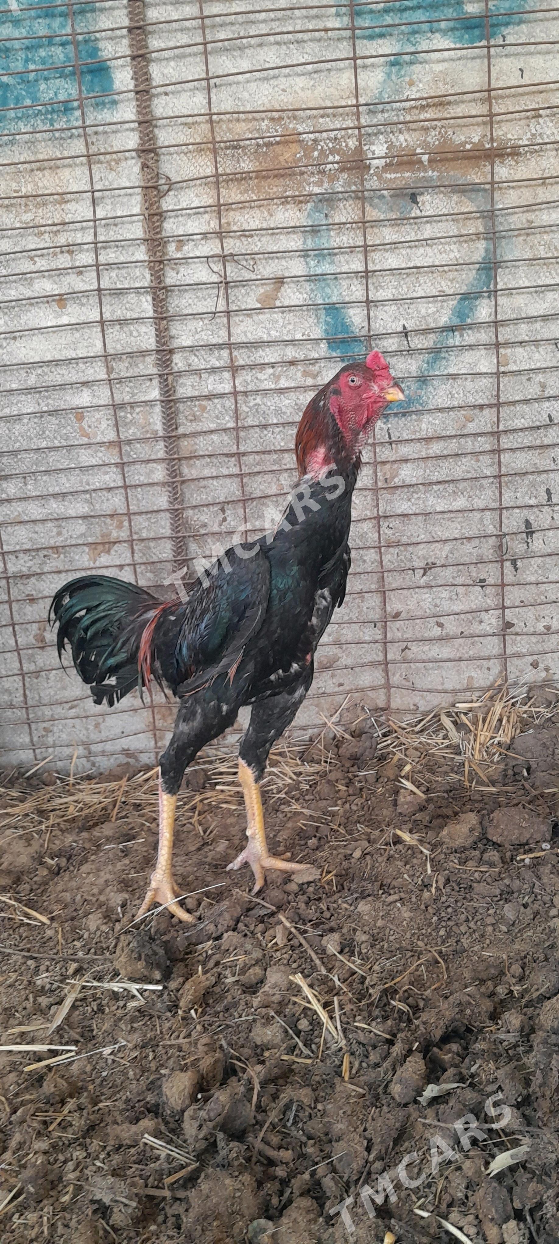 taşkent horaz - Gökdepe - img 3