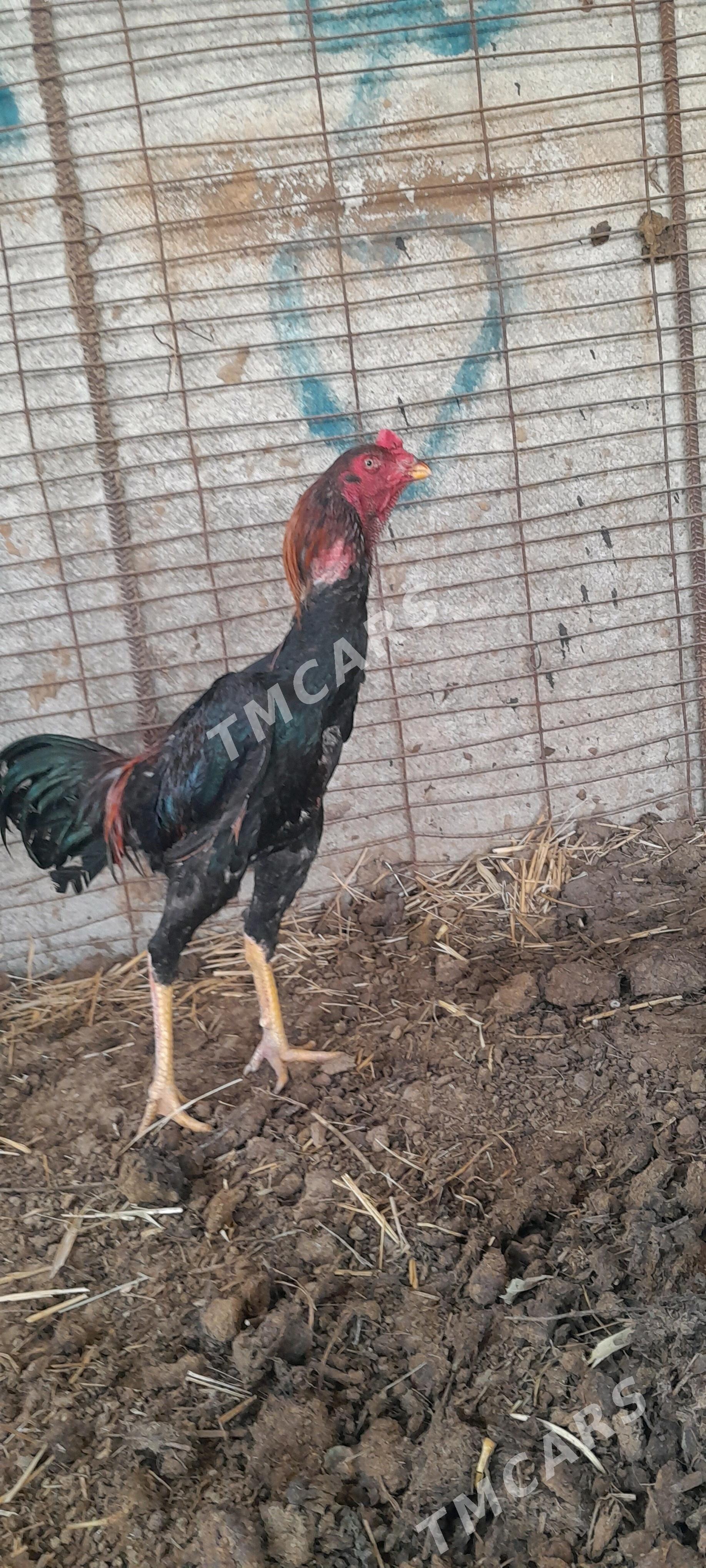 taşkent horaz - Gökdepe - img 2