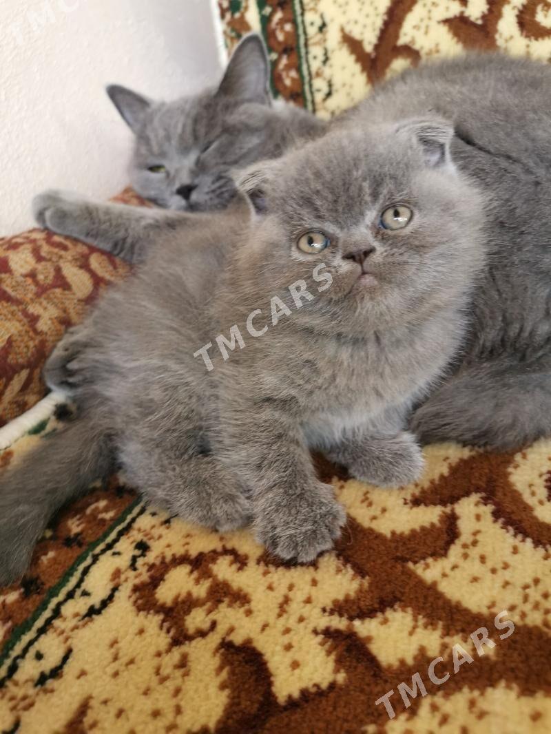 Шотлан пишик - Ашхабад - img 2
