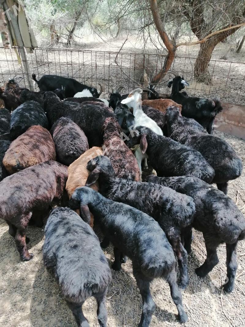 Goyunlar geciler - Garabekewül - img 2