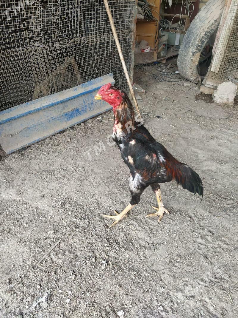 cal batu guzyl seryoska babay - Sakar - img 3