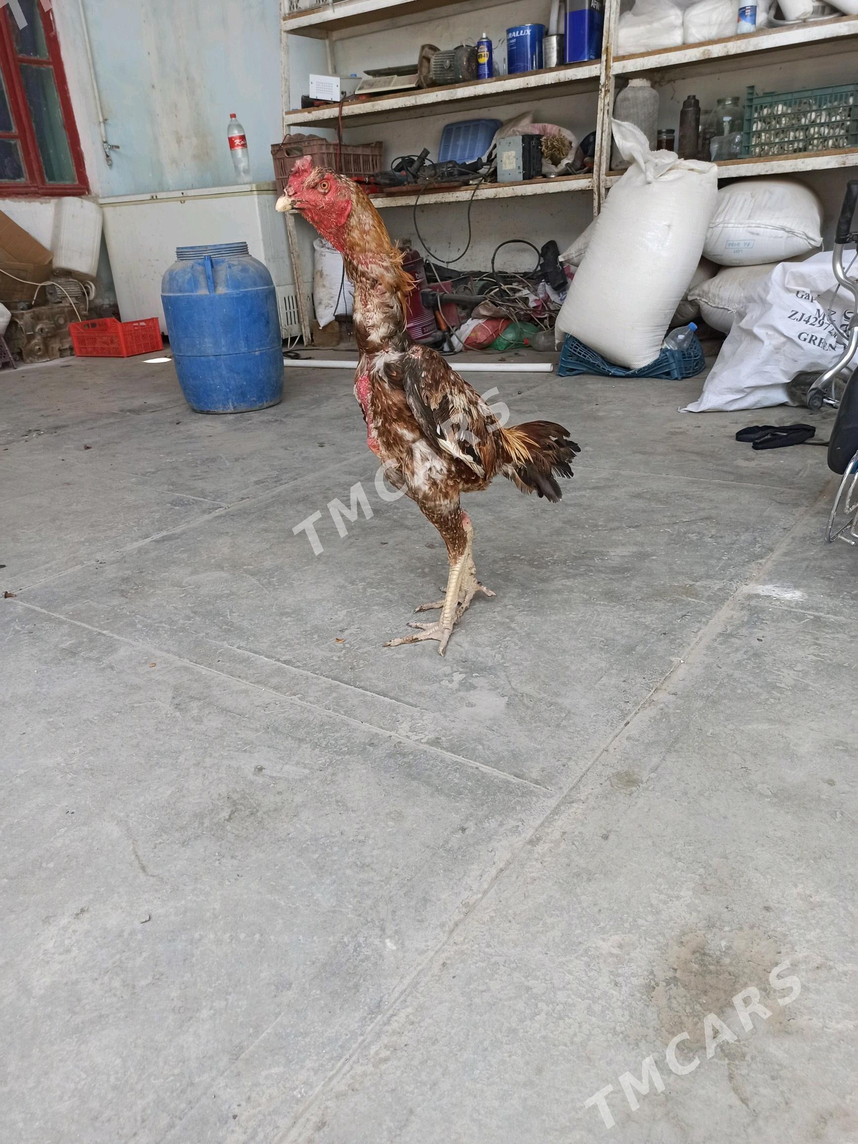 baysow horaz - Farap - img 3