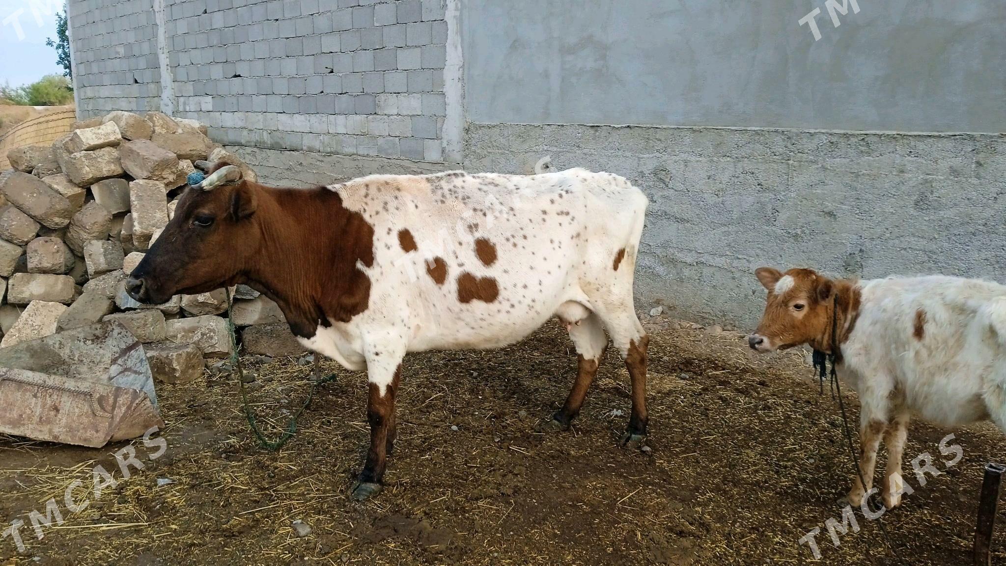 goleli sygyr - Çoganly - img 2