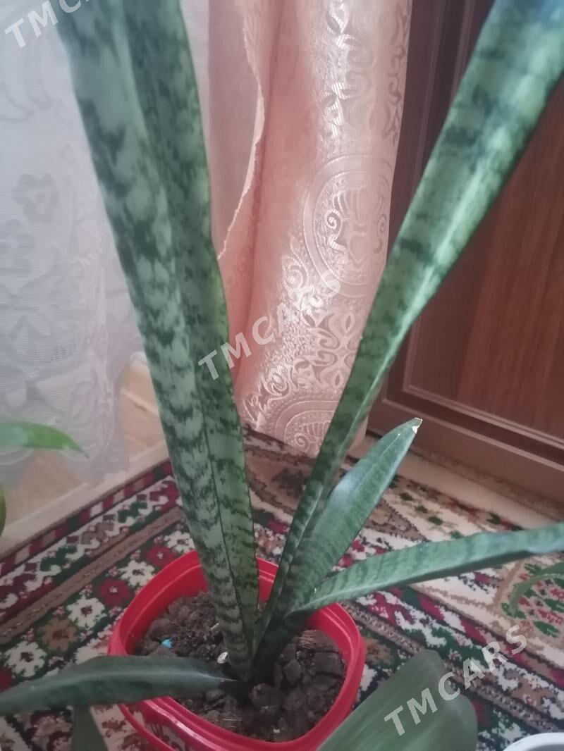 комнатные цветы/растения - Aşgabat - img 4