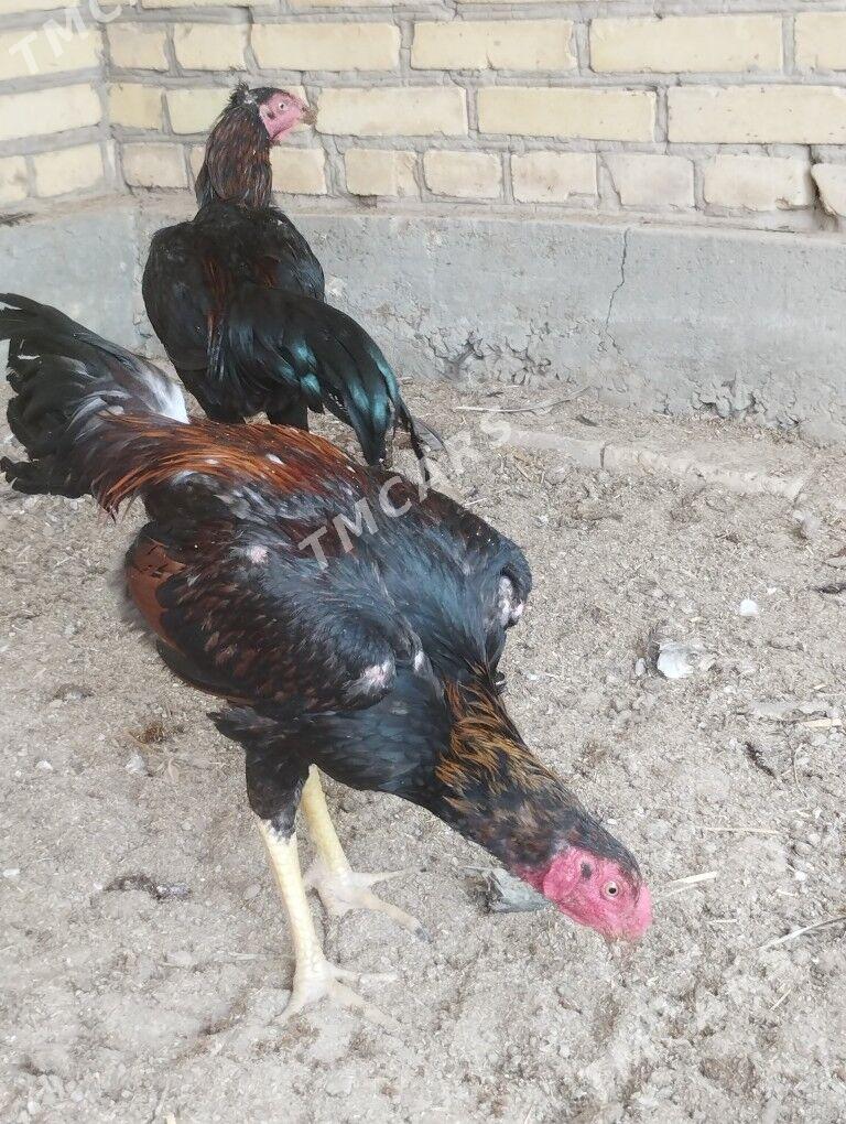 horaz - Garabekewül - img 2
