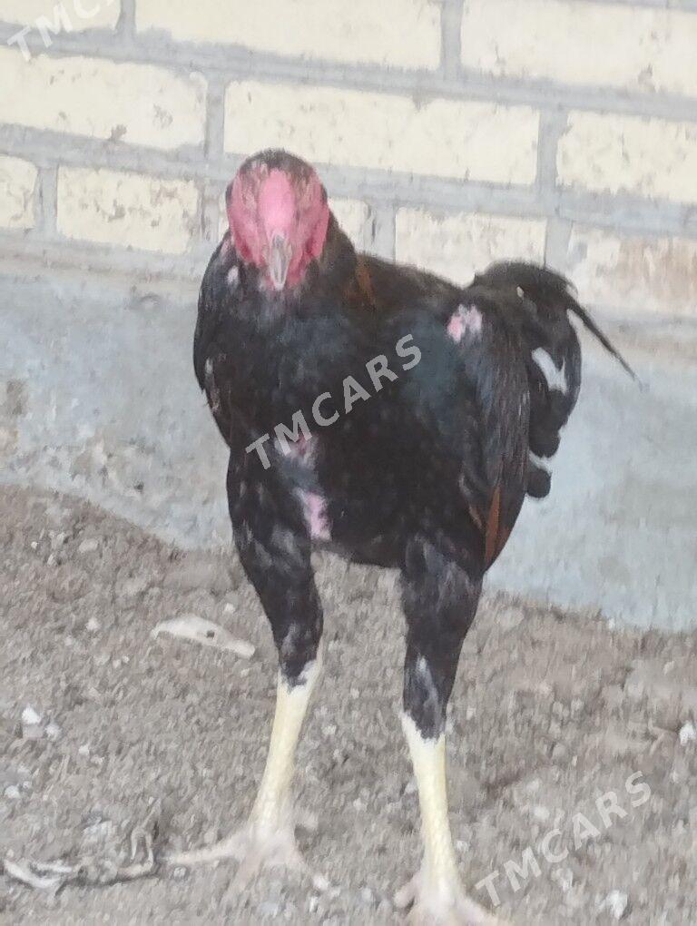 horaz - Garabekewül - img 3