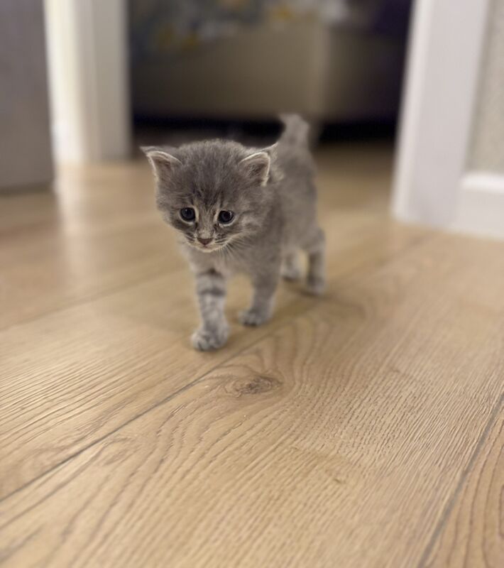 КОТЁНОК ДЕВОЧКА - Ашхабад - img 2