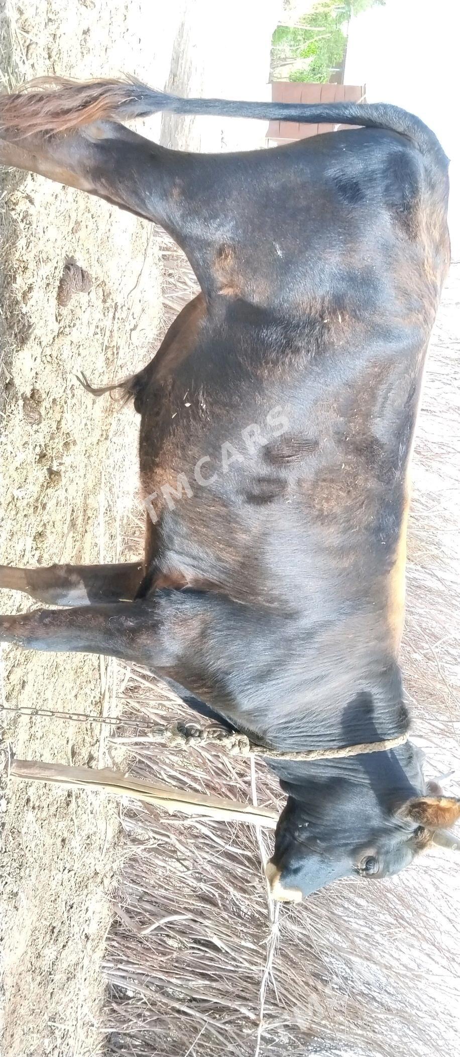 Öküz bakylan yerlimal mal - Babadaýhan - img 3