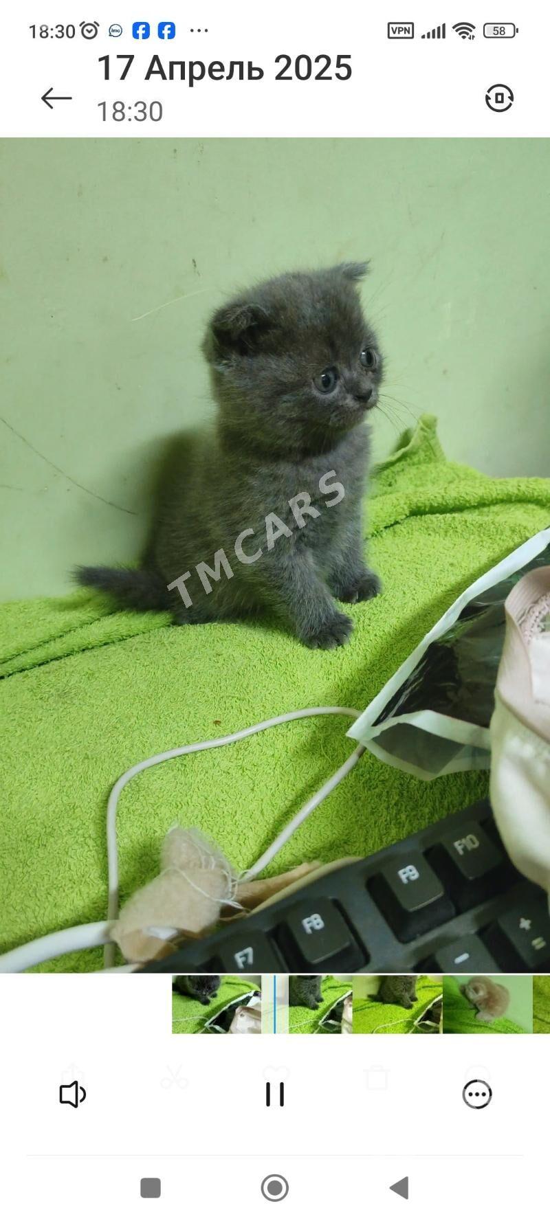 британские мальчики - Türkmenabat - img 2