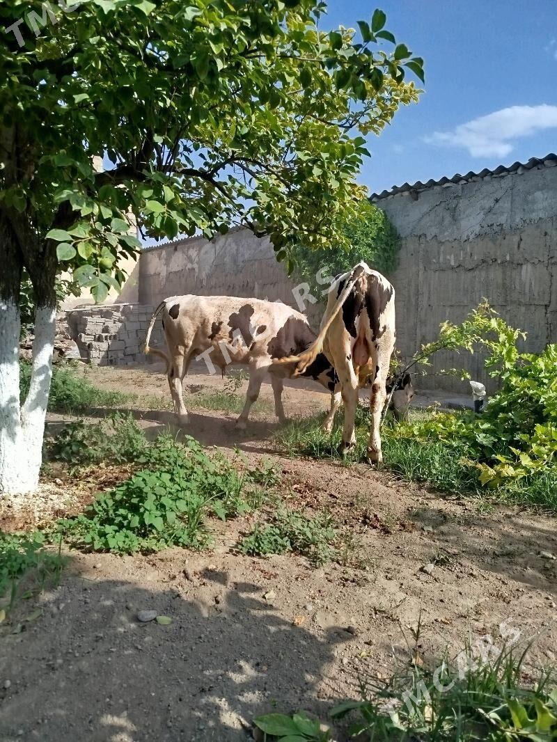 okuz galisdeyin 2sany - Gökje - img 2