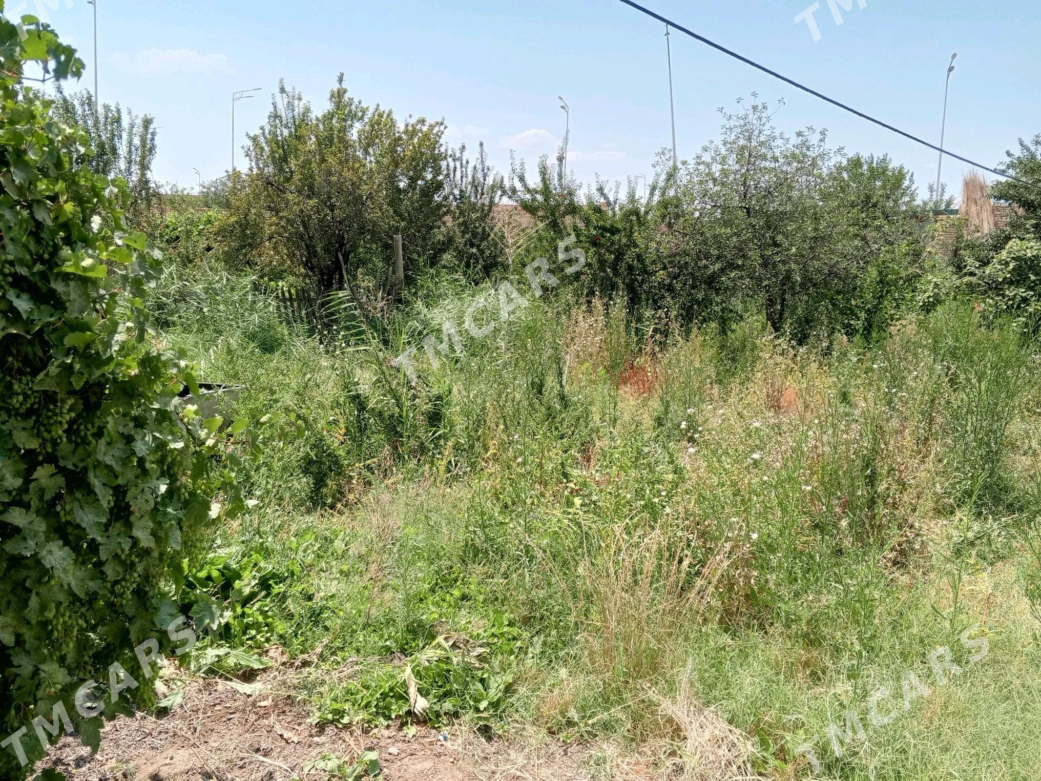 ot mallara - Türkmenabat - img 2